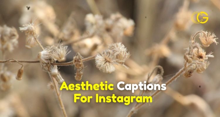 Aesthetic Captions For Instagram
