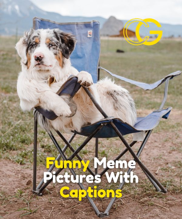 Funny Meme Pictures With Captions
